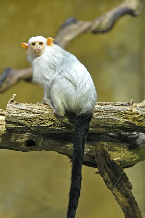 Silvery Marmoset | Animals beautiful, Rare animals, Animals wild