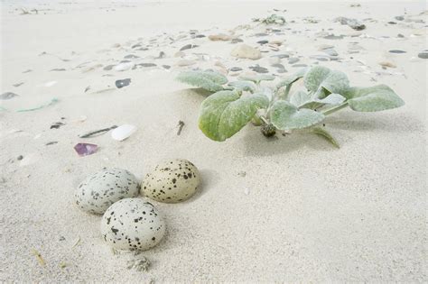 Types of Bird Nests