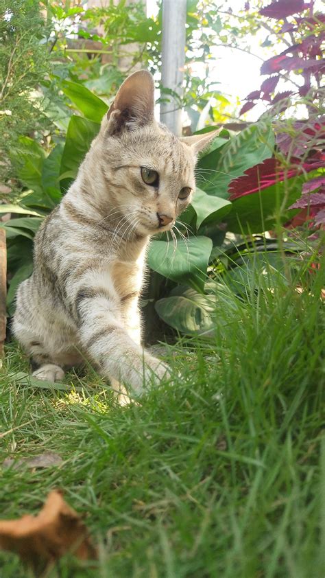 Cat in the garden - Free Image by Zoologist diz on PixaHive.com