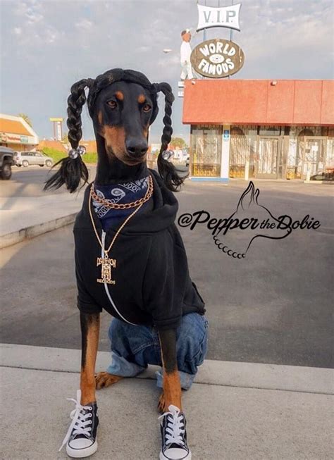 Pepper the Dobie's Halloween Dog Costume as Snoop Dogg in 2015 | Pet halloween costumes, Dog ...