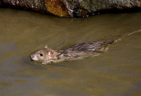 Special Edition: Resources after a flood | School Integrated Pest Management