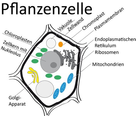 Pflanzenzelle im Lichtmikroskop - Zytologie