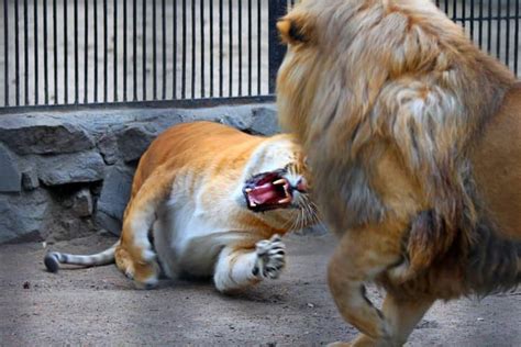 American Lion Vs Liger