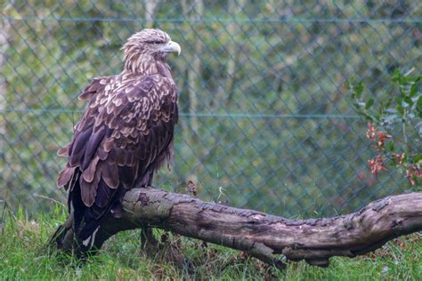 Download Hawk Bird Of Prey | Free Stock Photo and Image | Picography