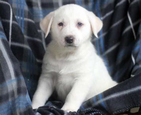 Akbash Dog Puppies For Sale | Austin, TX #152752 | Petzlover