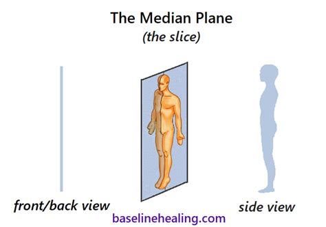 Midline Anatomy