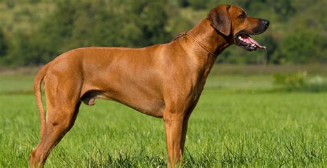 Rhodesian Ridgeback Guide (Size & Breed Characteristics)