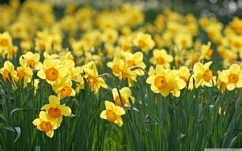 Daffodils Wallpapers - Wallpaper Cave