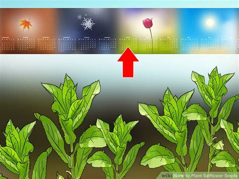 How to Plant Safflower Seeds: 12 Steps (with Pictures) - wikiHow Life