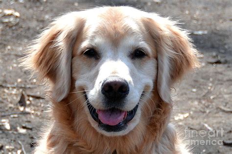 Happy Golden Retriever Photograph by Merrilyn Parry