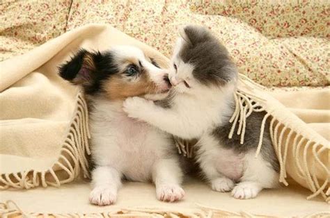 puppies and kittens | lot of puppies and kittens kissing | Cute cats ...