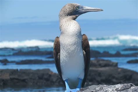 Tag: Blue-footed Booby | World Birds