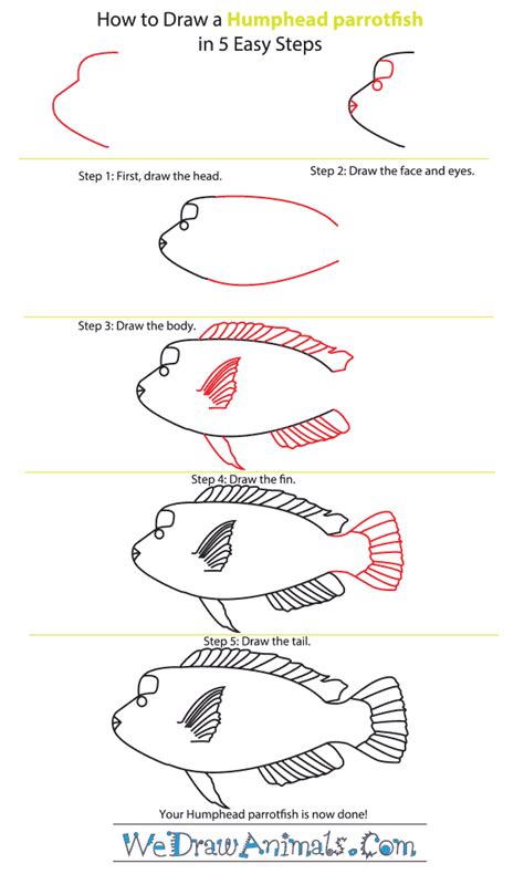 How to Draw a Humphead Parrotfish