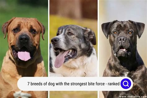 7 Breeds Of Dog With The STRONGEST Bite Force (Ranked + Photos) - Oodle Life