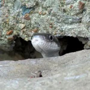 Gray Ratsnake - Facts, Diet, Habitat & Pictures on Animalia.bio