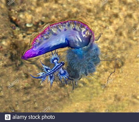 Blue Sea Slug High Resolution Stock Photography and Images - Alamy