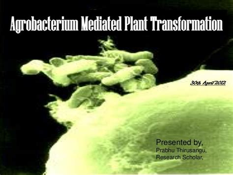 Agrobacterium mediated gene transfer