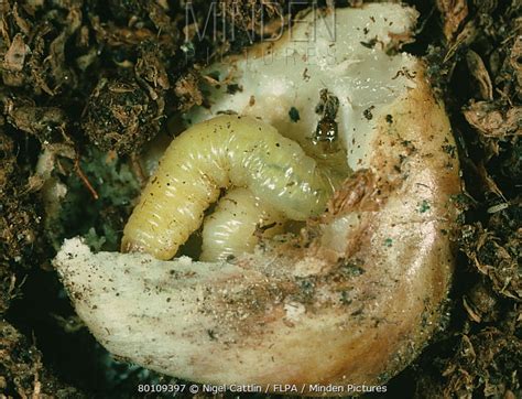 Minden Pictures stock photos - A spotted cucumber beetle (Diabrotica sp) larvae with damaged ...