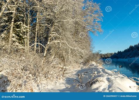 Beautiful Winter Cold Landscape in Blue Tones, Frost on Scenic Tall Grass Copse, Winter Frosty ...