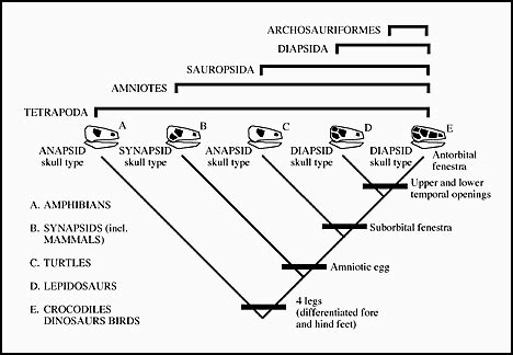 Lecture 9 - Tetrapods