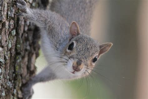 baby squirrel distress call - nice-and-slow-guitar-tutorial