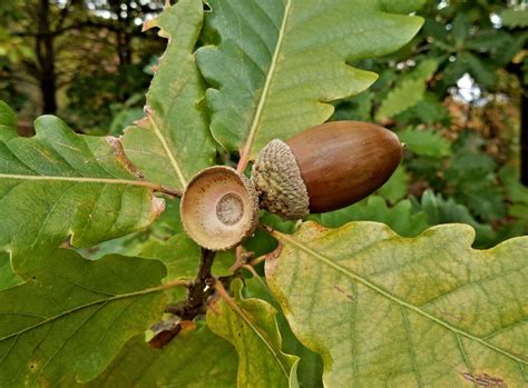 Evaluating acorn crops in an oak-dominated stand to identify good acorn producers