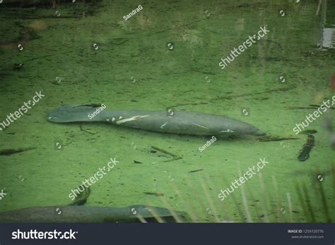 Manatee Blue Springs State Park Stock Photo 1259720776 | Shutterstock