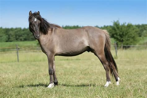 What Is A Gelding Horse? Definition And Complete Guide