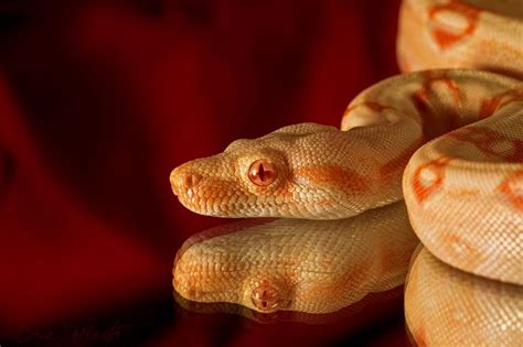 31 best images about Albino Boa Constrictor on Pinterest | UX/UI ...