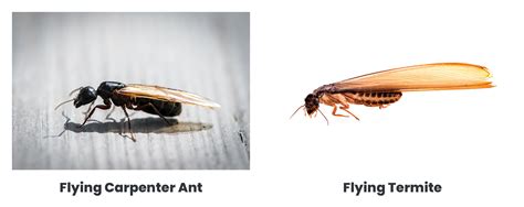 Carpenter Ants Vs Termites