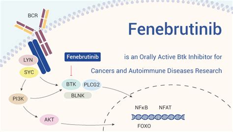 Fenebrutinib is an Orally Active Btk Inhibitor for and Autoimmune Diseases Research - Immune ...