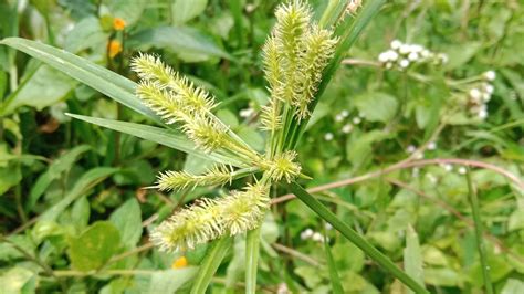 19 Sedge Varieties for Your Garden