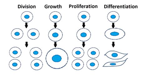 Cell Proliferation • Telight