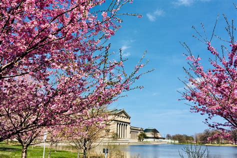 Chicago cherry blossom 2019: Peak bloom expected in mid-May - Curbed ...