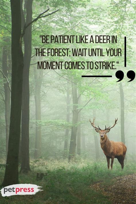 50+ Inspiring Deer Quotes to Ignite Your Inner Courage and Strength - PetPress