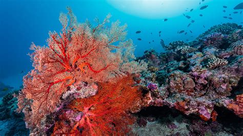 Snorkel & Dive - Lady Elliot Island Eco Resort Great Barrier Reef