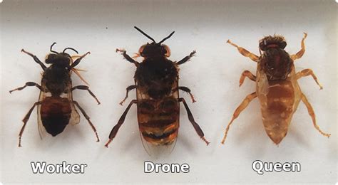 Worker, Drone and Queen Bee Drone Honey Bee, Honey Bee Life Cycle, Farming In Canada, Drone Bee ...