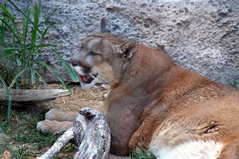 Living Desert Zoo, Carlsbad, NM by stephenjjohnson - Visit Carlsbad New Mexico