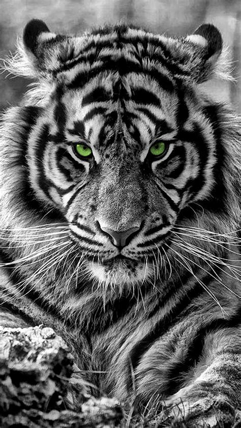 Tiger iPhone Wallpapers - Wallpaper Cave