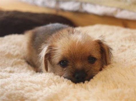 Rules of the Jungle: Norfolk terrier puppies