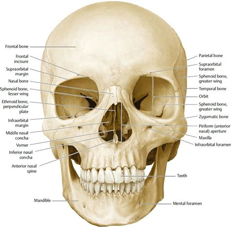 Facial bones and Neurocranium - frontal view | Facial bones, Anatomy bones, Skull anatomy