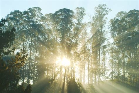 Good Morning Ooty | Mornings in Ooty is magnificent! Sun's j… | Flickr