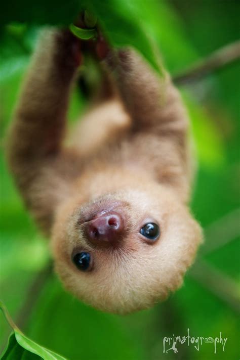 Baby Sloths Wallpapers - Wallpaper Cave