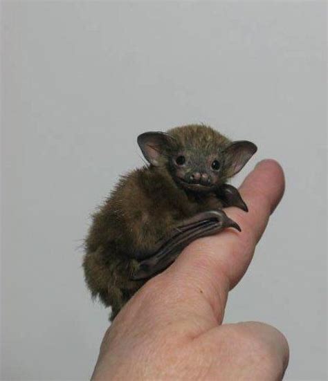 The Bumblebee bat, (or Kitti’s Hog Nosed Bat as it is also known as) the world’s smallest bat ...