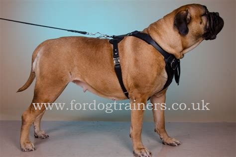 Padded Dog Harness, Bullmastiff | Bullmastiff Training Harness - £60.90