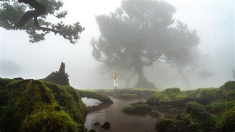 Complete Guide to Fanal Forest Madeira - Best photo spots & more