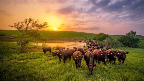 Caring for Cattle on the Pasture