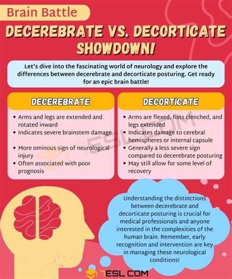 Decerebrate vs. Decorticate: Confusing Health Terms • 7ESL