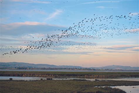 How to photograph flocks of birds | Digital Camera World