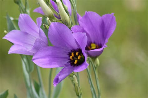 Texas Bluebell Flower | Texas bluebells, Texas bluebell, Blu… | Flickr